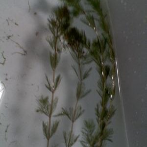 plant2.jpg