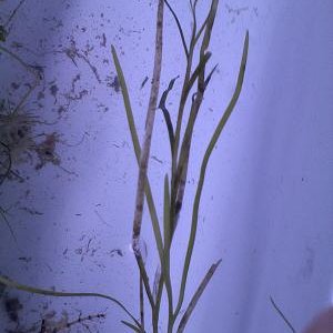 plant7cl.jpg