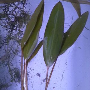 plant5cl.jpg