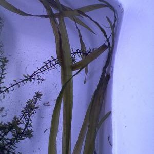 plant4cl.jpg