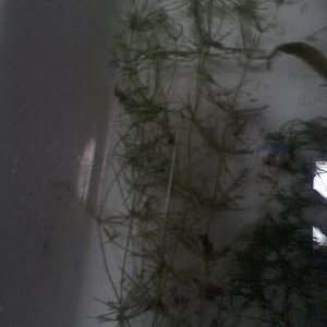 plant6.jpg
