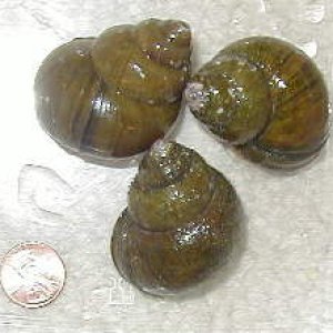 cipangopaludina_chinensis1.jpg