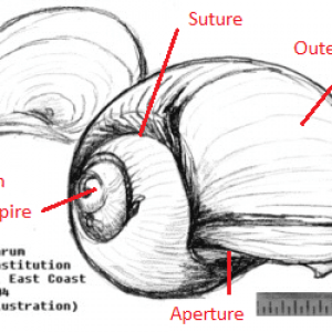 shell_diagram1.png