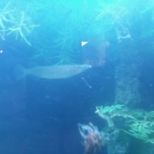 halfbeak 2.jpg
