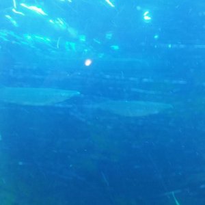 halfbeak 5.jpg