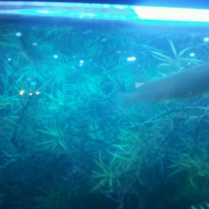 halfbeak 6.jpg