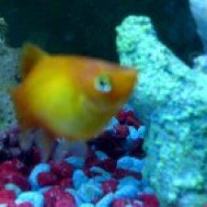 platy2.jpg