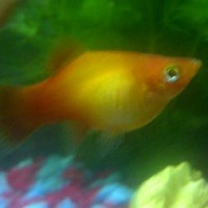 platy new.jpg
