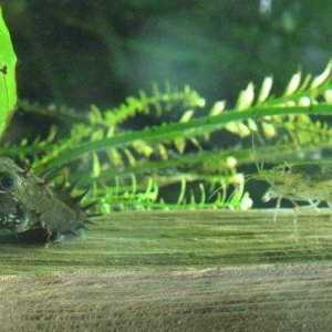 amano y ancistrus3.jpg