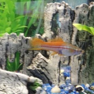 Swordtail.jpg