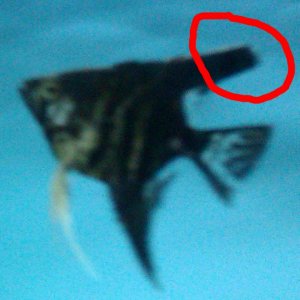 Fish 2.jpg