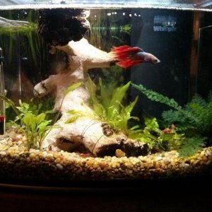 Java Ferns.jpg