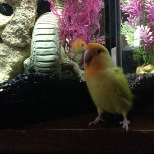 spookyfishbird.JPG