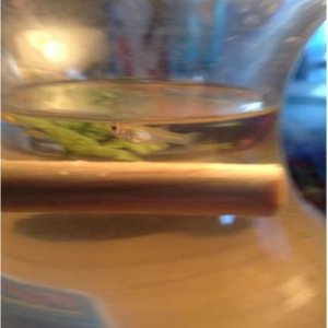image.jpg