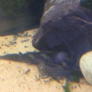 pleco.jpg