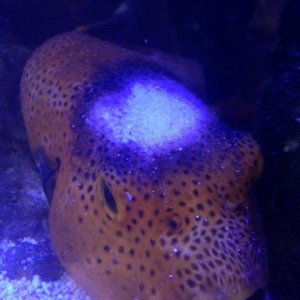 puffer.jpg