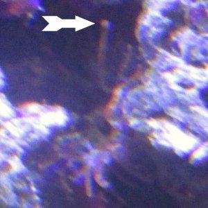 ball_anemone.jpg