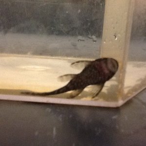 photo(2).JPG