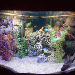 Fish tank 4.gif