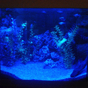 Fish tank 2.gif