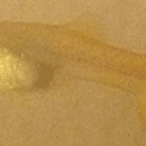 Orange.png