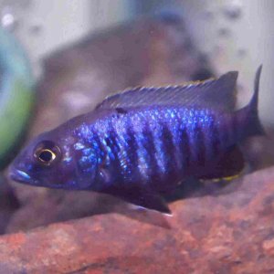fish#2File-Edit.jpg