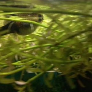 guppy.JPG