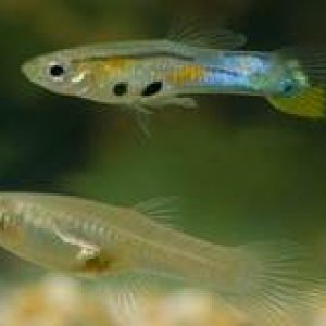 male female guppy.jpg