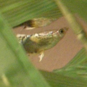 guppie.jpg