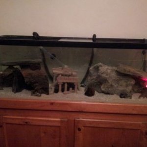 fish tank 3.jpg
