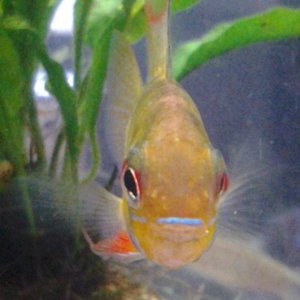 lemonhead showing off 2.jpg