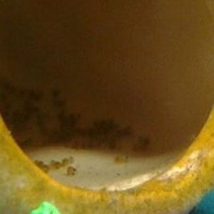 wigglers.jpg