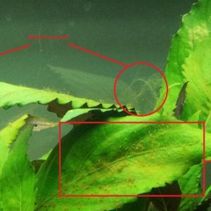 Aquarium Algae.jpg