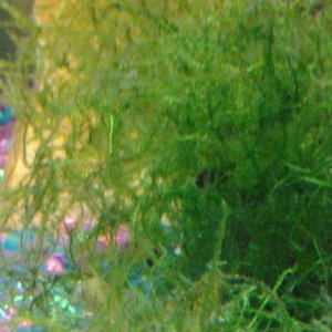 Fry tank.jpg