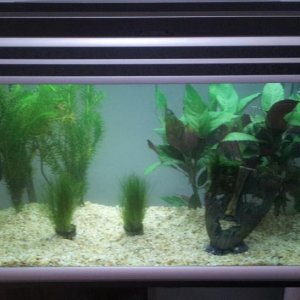 Planted Aquarium.jpg