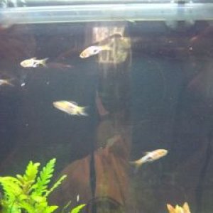 fish4.JPG
