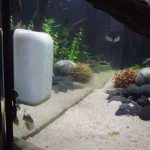 fish8.JPG
