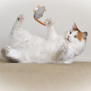cat.jpg