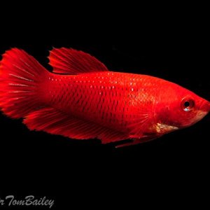 red_betta_female_111107a4_w0480.jpg