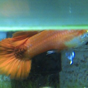 guppy.jpg