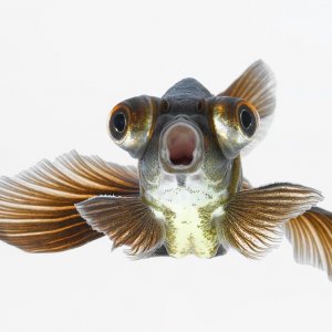 black-moor-goldfish-carassius-auratus-don-farrall.jpg