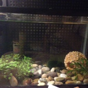 5gal breeder tank.jpg