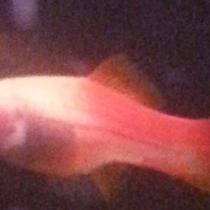 fish.jpg