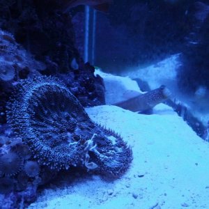 anemonecrab.jpg