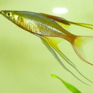 Threadfin30Jan.jpg