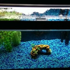 Tank.with.new.plants.1.29.jpg