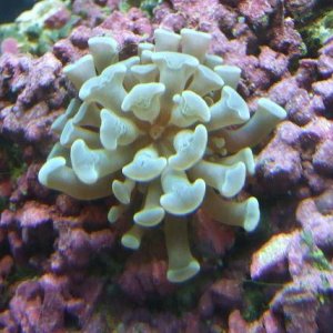 Moby the Goby 2129.jpg