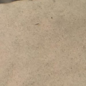 leech.jpg