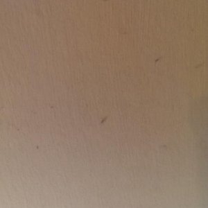 green fly.jpg