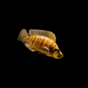frontosa11111.jpg